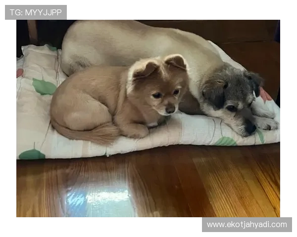 内马尔家的狗都比我家孩子喝的水贵